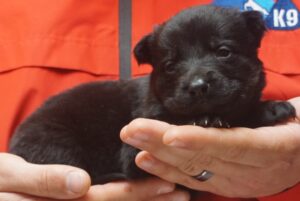 A person holding a puppy in their hands.
