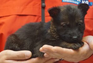 A person holding a puppy in their hands.