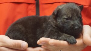 A person holding a puppy in their hands.