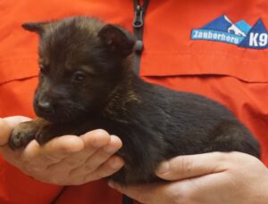 A person holding a puppy in their hands.