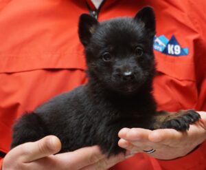 A person holding a black puppy in their hands.