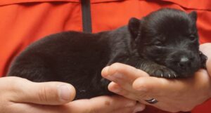 A person holding a black kitten in their hands.