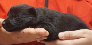 A person holding onto the cat 's paw