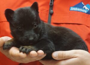 A person holding a black puppy in their hands.