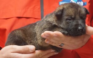 A person holding a puppy in their hands.