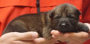 A person holding a puppy in their hands.