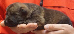 A person holding onto a cat in their hands