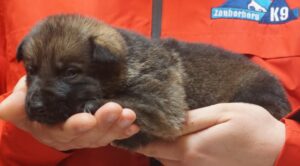 A person holding a puppy in their hands.