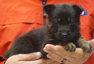 A person holding a puppy in their hands.