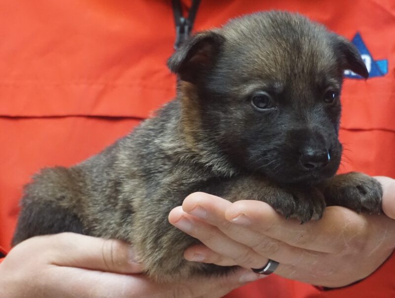 A person holding a puppy in their hands.