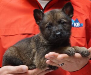 A person holding a puppy in their hands.