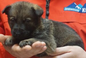 A person holding a puppy in their hands.