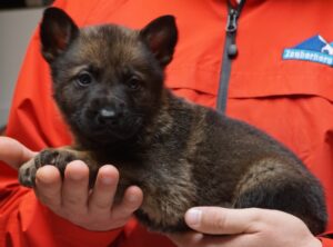 A person holding a puppy in their hands.