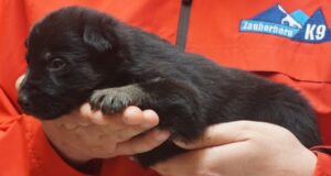 A person holding onto the paw of a black cat.