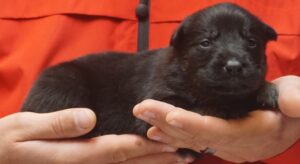 A person holding a puppy in their hands.