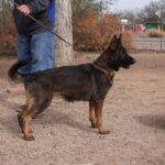 A man walking his dog on a leash.