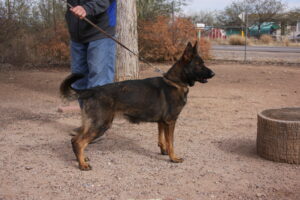 A man walking his dog on a leash.