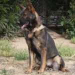 A german shepherd sitting on the ground in front of some bushes.
