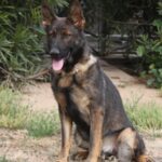 A german shepherd sitting on the ground in front of bushes.