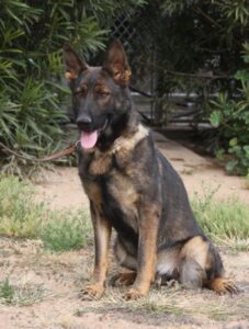 A german shepherd sitting on the ground in front of bushes.