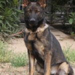 A german shepherd sitting on the ground with its head up.