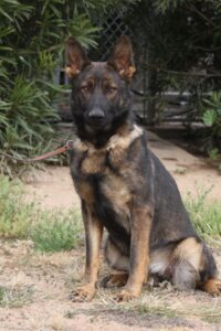 A german shepherd sitting on the ground with its head up.