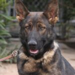 A german shepherd dog with its head turned to the left.