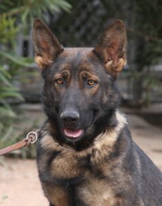 A german shepherd dog with its head turned to the left.