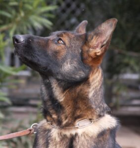 A close up of a dog 's head with trees in the background