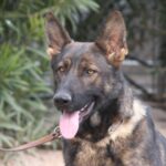 A german shepherd dog with its tongue hanging out.