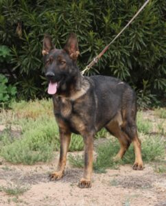A german shepherd dog with its tongue hanging out.