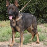 A german shepherd dog with its tongue hanging out.