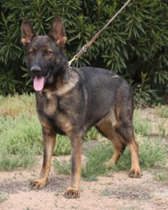 A german shepherd dog with its tongue hanging out.