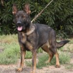 A german shepherd dog with its tongue hanging out.