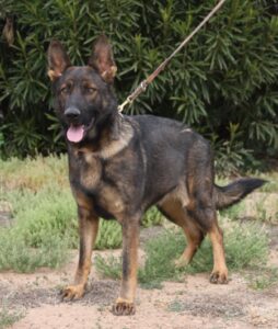 A german shepherd dog with its tongue hanging out.