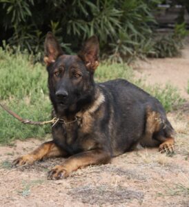 A dog laying on the ground with its head down.