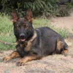 A german shepherd dog is laying down on the ground.