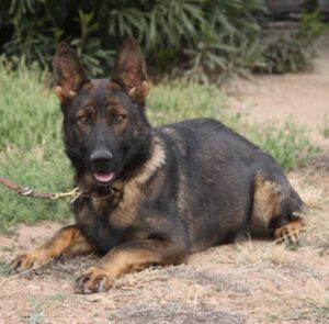 A german shepherd dog is laying down on the ground.