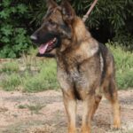 A german shepherd standing on top of a dirt field.