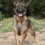 A german shepherd standing in the dirt.