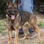 A german shepherd standing next to its owner.