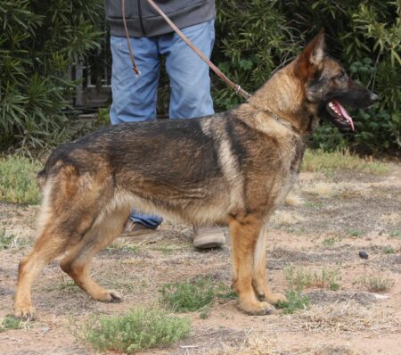 A german shepherd standing on top of a dirt field.