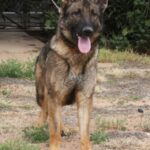 A german shepherd standing on top of a dirt field.