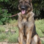 A german shepherd sitting on the ground with its tongue hanging out.