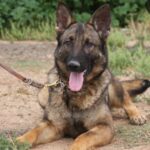 A german shepherd dog sitting on the ground.