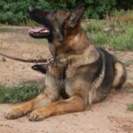 A german shepherd dog sitting on the ground.