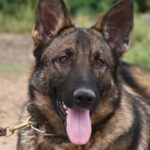 A german shepherd dog with its tongue hanging out.