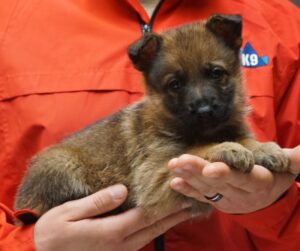 A person holding a puppy in their hands.