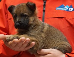 A person holding a puppy in their hands.