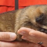 A person holding onto a dog 's paw